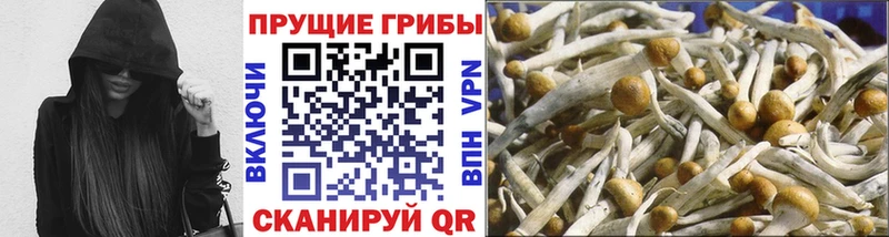 Галлюциногенные грибы Psilocybine cubensis  Якутск 